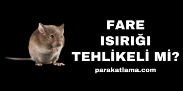 Fare Isırığı Tehlikeli mi?