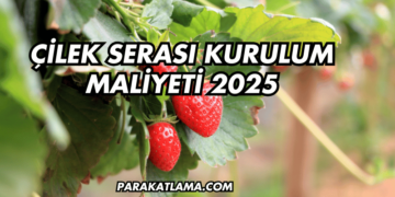 Çilek Serası Kurulum Maliyeti 2025