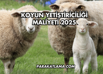 Koyun Yetiştiriciliği Maliyeti 2025