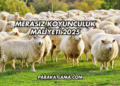 Merasız Koyunculuk Maliyeti 2025