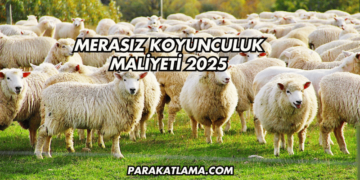 Merasız Koyunculuk Maliyeti 2025