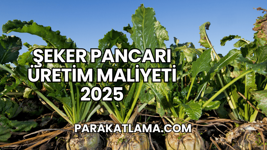 Şeker Pancarı Üretim Maliyeti 2025