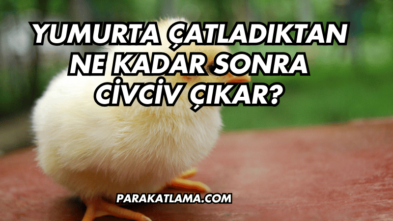 Yumurta Çatladıktan Ne Kadar Sonra Civciv Çıkar?