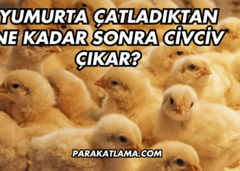 Yumurta Çatladıktan Ne Kadar Sonra Civciv Çıkar?