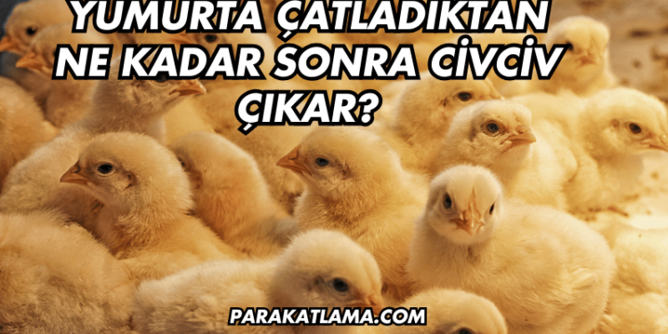 Yumurta Çatladıktan Ne Kadar Sonra Civciv Çıkar?