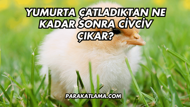 Yumurta Çatladıktan Ne Kadar Sonra Civciv Çıkar?