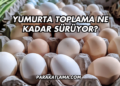 Yumurta Toplama Ne Kadar Sürüyor?