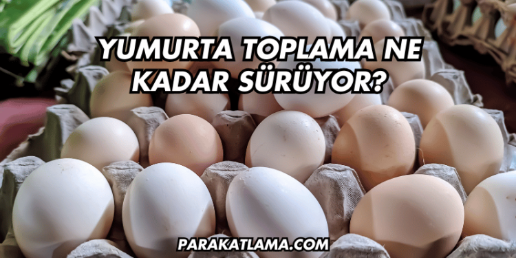 Yumurta Toplama Ne Kadar Sürüyor?