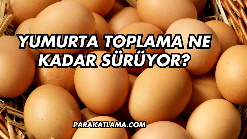 Yumurta Toplama Ne Kadar Sürüyor?
